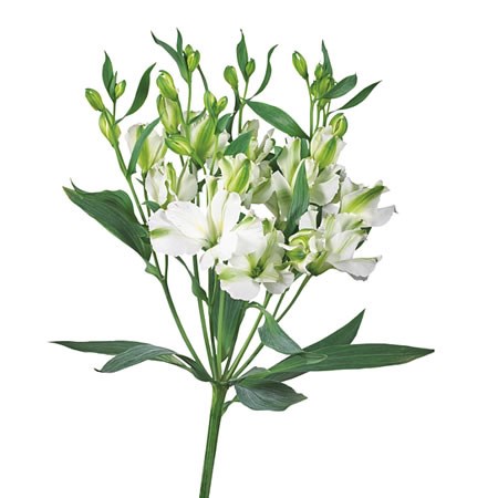Alstroemeria Charmelia White 60cm | Wholesale Dutch Flowers & Florist ...