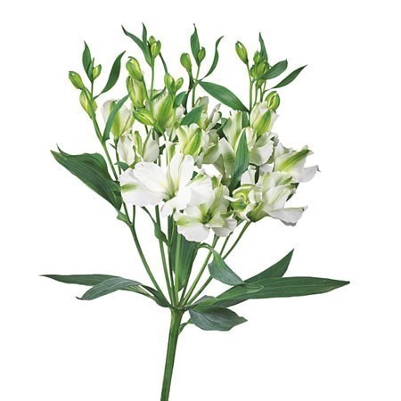 Alstroemeria Charmelia White