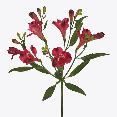 Alstroemeria Cherry
