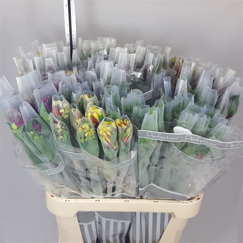 ALSTROEMERIA COLOMBIAN PERFECTION MIX (SUPER GRADE)