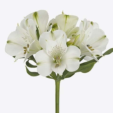 Alstroemeria Concorde