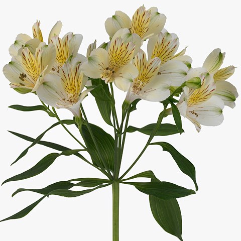 Alstroemeria Cream Valley