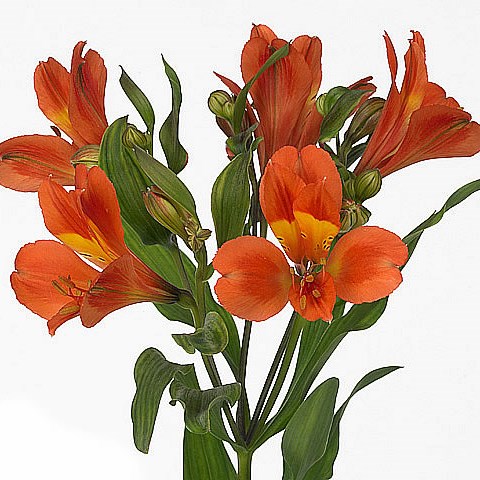 Alstroemeria dancing queen