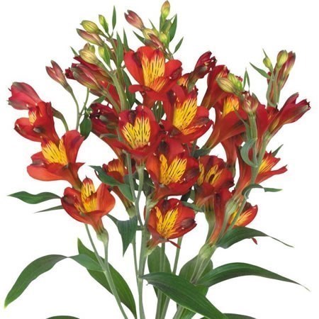 Alstroemeria Dynamite