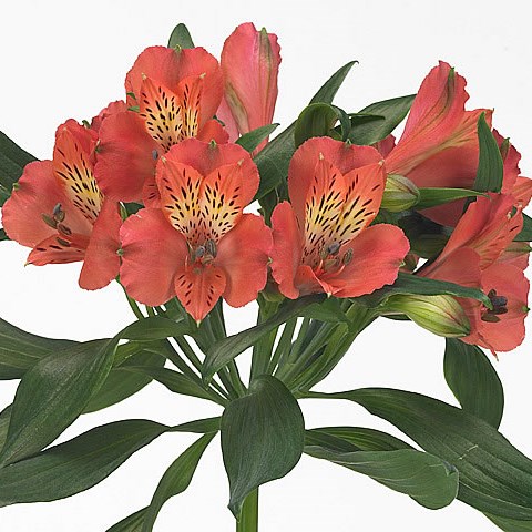 Alstroemeria estee