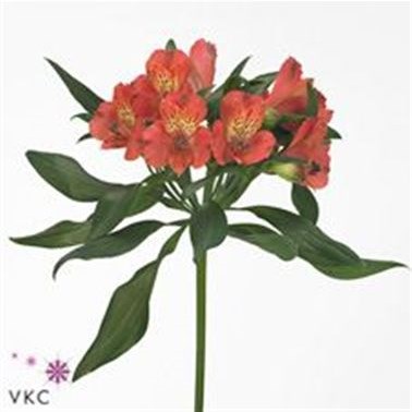 Alstroemeria Estee