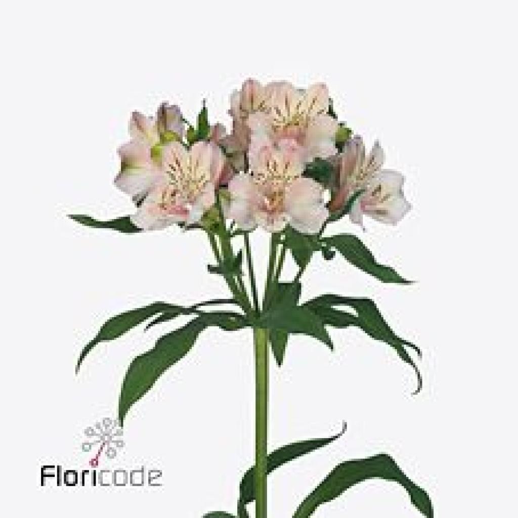 Alstroemeria Famke