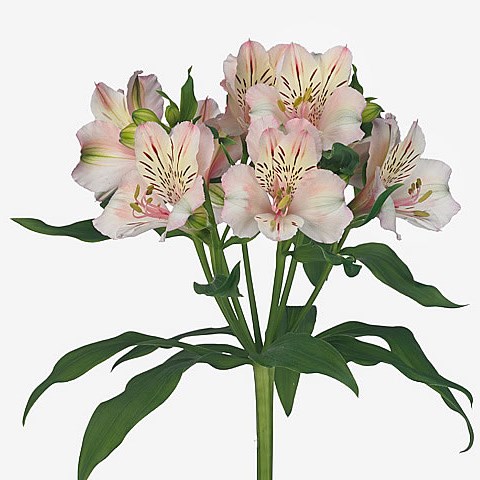 Alstroemeria Famke