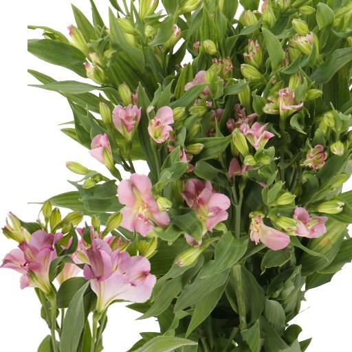 Alstroemeria Florinca Joy Ride