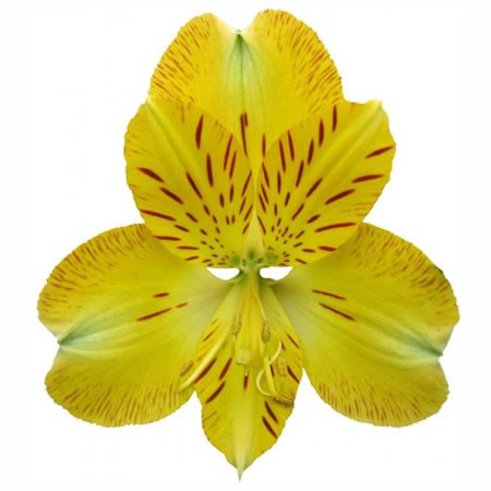 Alstroemeria Fortune