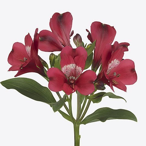 Alstroemeria Forza
