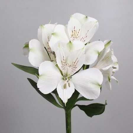 Alstroemeria Frozen