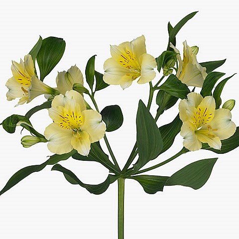 Alstroemeria Gigi Cream