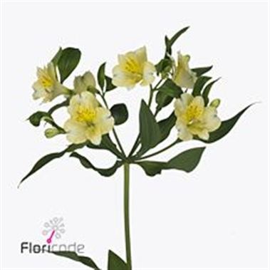 Alstroemeria Gigi Cream