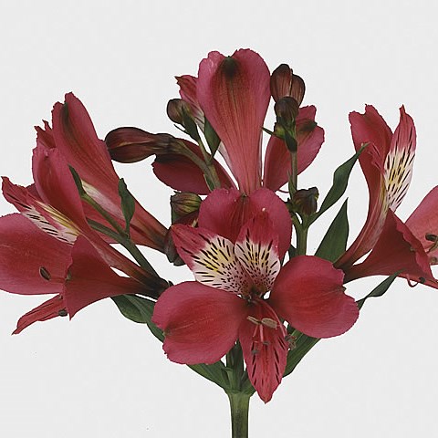Alstroemeria Granada