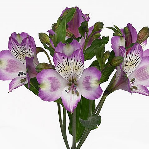 Alstroemeria hawaiian dream