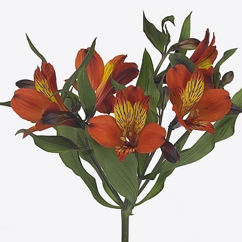 Alstroemeria Hiphop
