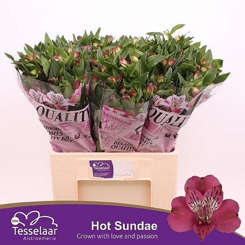 Alstroemeria Hot Sundae