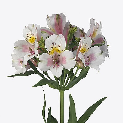 Alstroemeria Houston
