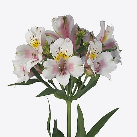 Alstroemeria Houston 80cm Wholesale Dutch Flowers Florist Supplies Uk