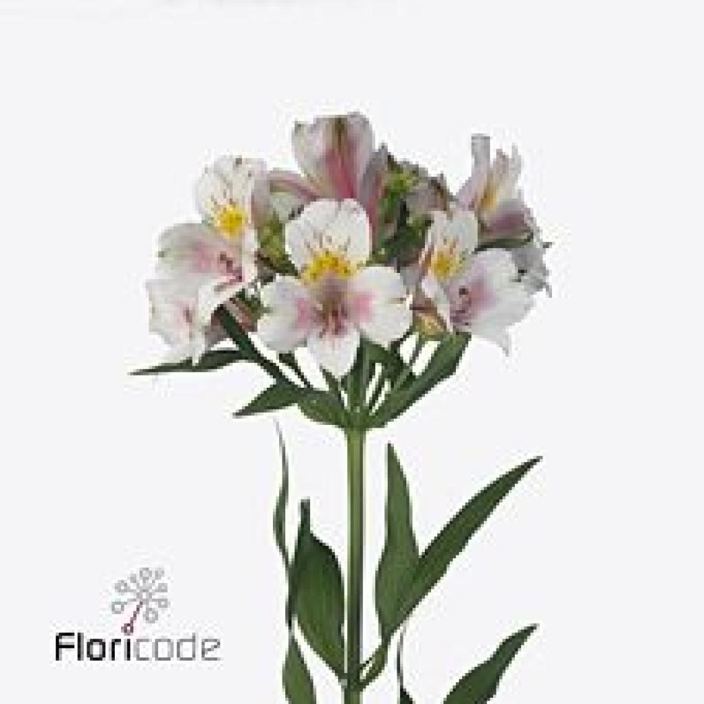 Alstroemeria Houston 80cm Wholesale Dutch Flowers & Florist Supplies UK