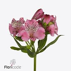 Alstroemeria Ishii