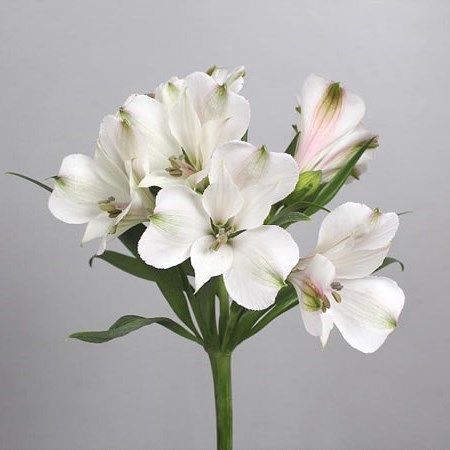 Alstroemeria Jennifer