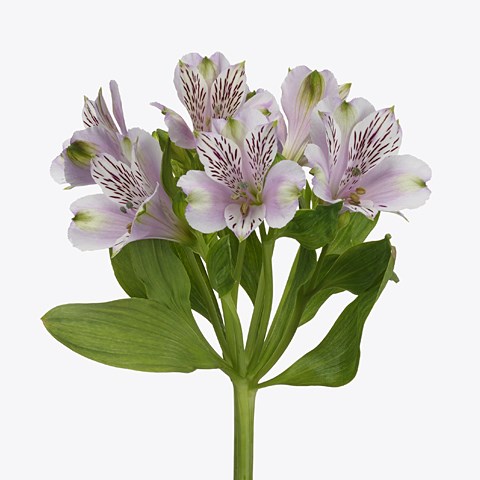 Alstroemeria Lavender Valley