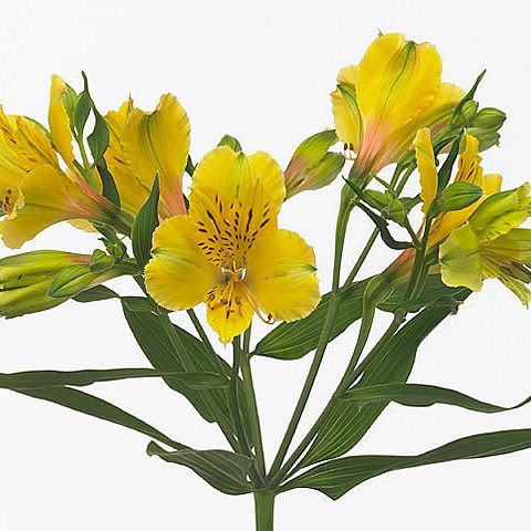 Alstroemeria lemon
