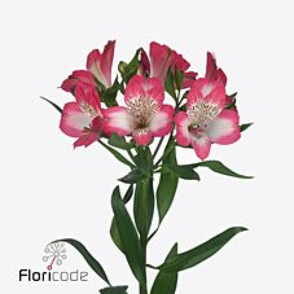 Alstroemeria Leone