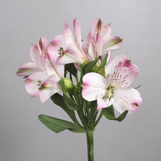 Alstroemeria Lorraine