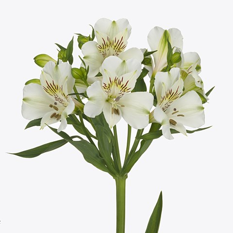 Alstroemeria Luzon