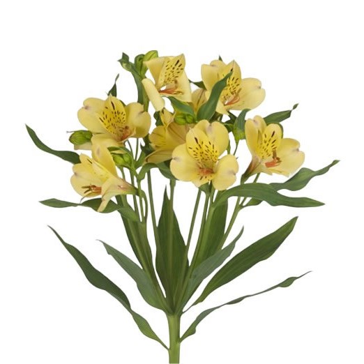 Alstroemeria Morning Star