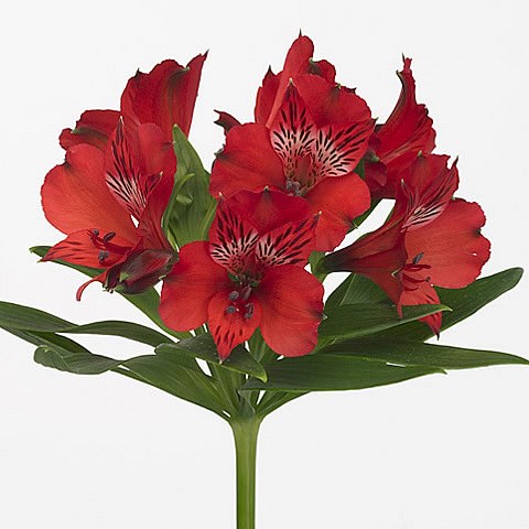 Alstroemeria nadya