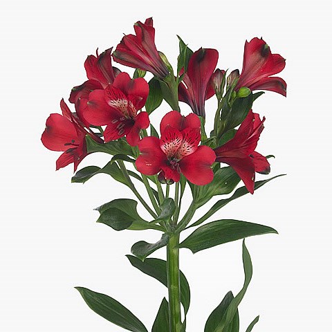 Alstroemeria noize