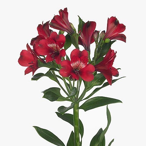 Alstroemeria Noize