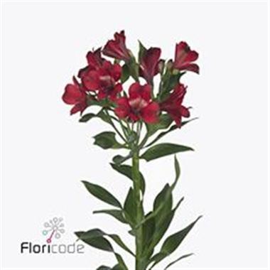 Alstroemeria Noize