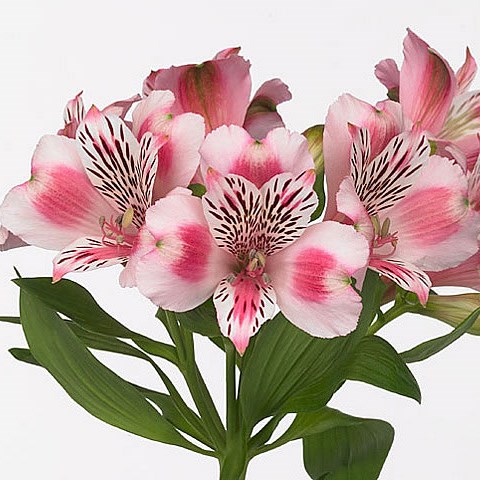 Alstroemeria panorama