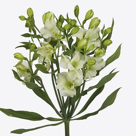 Alstroemeria Paradiso (Spray)