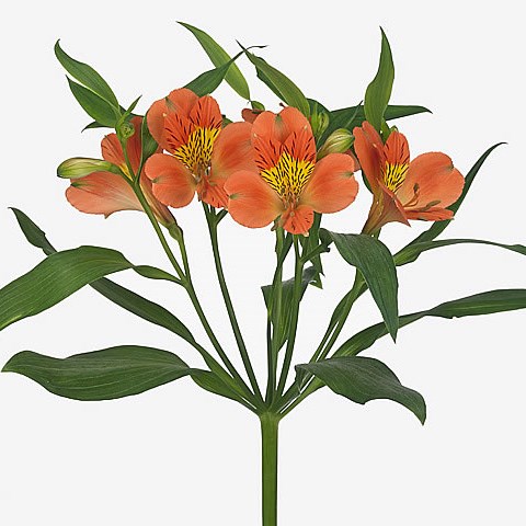 Alstroemeria Party