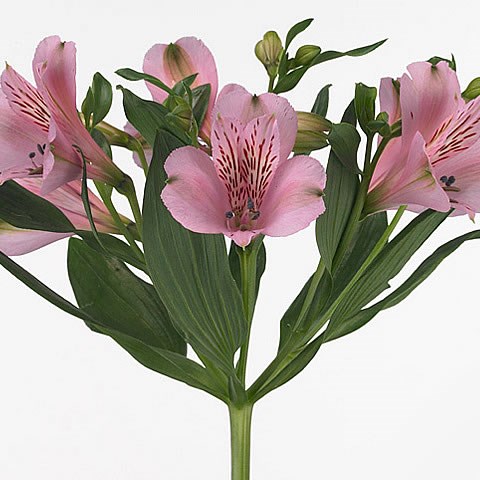 Alstroemeria pink floyd