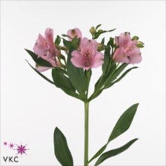 Alstroemeria Pink Floyd