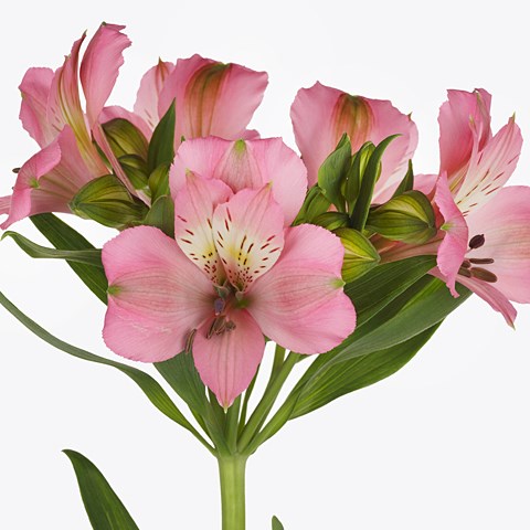 Alstroemeria Posh Pink