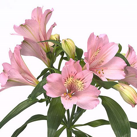 Alstroemeria primadonna