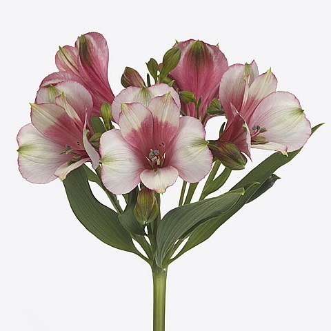 Alstroemeria Ranomi