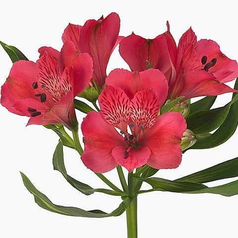 Alstroemeria Rome