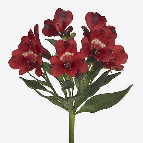 Alstroemeria Rumba