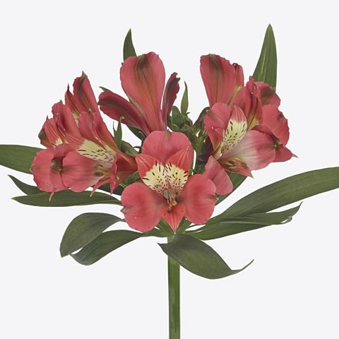 Alstroemeria Sansa
