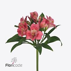 Alstroemeria Temptation