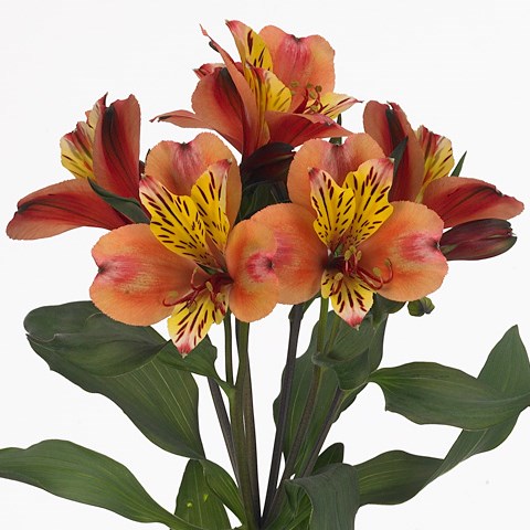 Alstroemeria Toronto